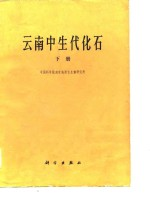 云南中生代化石 下