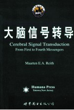 大脑信号转导
